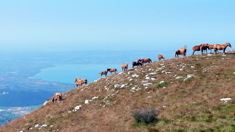 Animali al pascolo
